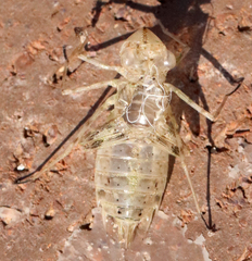 Pantala