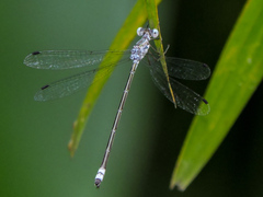 Lestes sigma