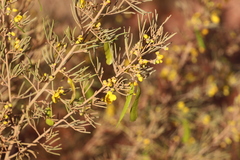 Senna artemisioides