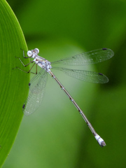Lestes sigma