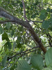 Alnus glutinosa