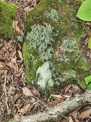 Cladonia uncialis