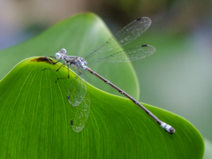 Lestes sigma