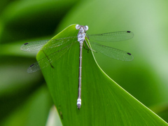 Lestes sigma