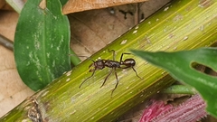 Ectatomma tuberculatum