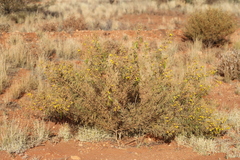 Senna artemisioides