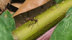 Ectatomma tuberculatum