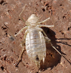 Pantala
