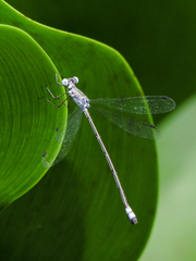 Lestes sigma