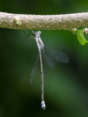 Lestes sigma