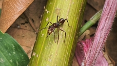 Ectatomma tuberculatum