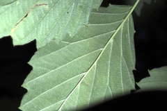 Agromyza aristata