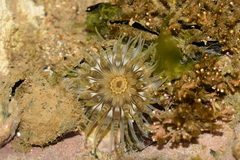 Actiniidae