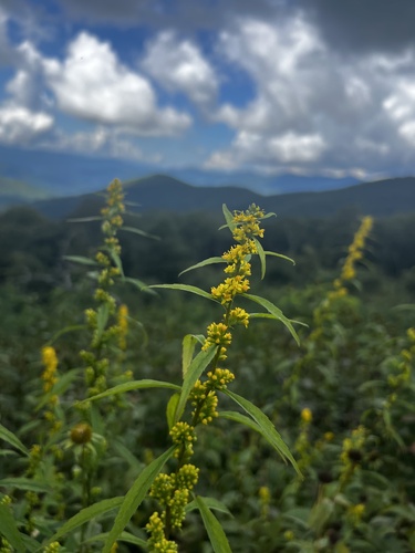Solidago curtisii var. curtisii