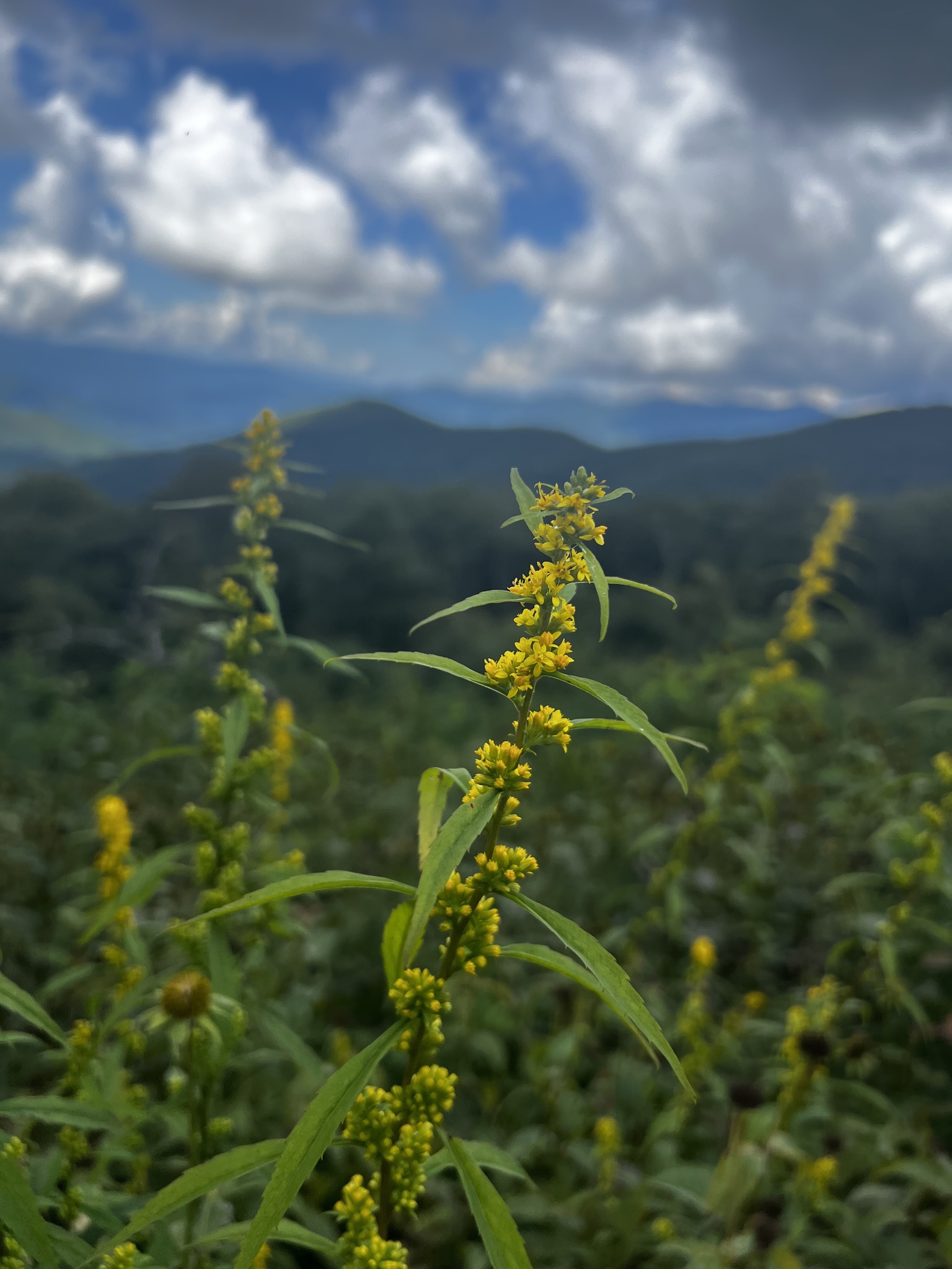 Solidago curtisii var. curtisii