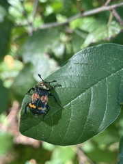Nicrophorus tomentosus
