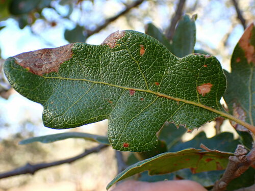 Hybrid oak (Quercus × eplingii)