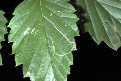 Agromyza aristata