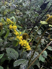 Solidago curtisii curtisii