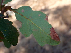 Quercus × eplingii