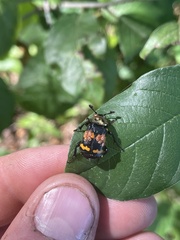 Nicrophorus tomentosus