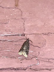 Platynota flavedana