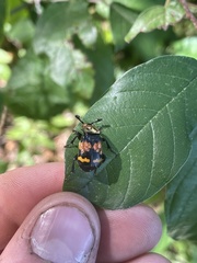 Nicrophorus tomentosus