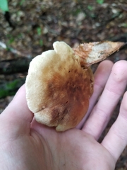 Tapinella panuoides