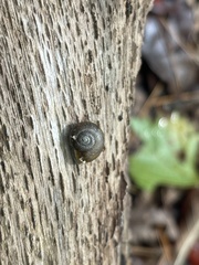 Oxychilus draparnaudi