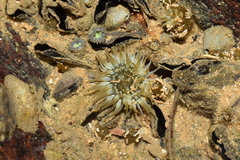 Actiniidae
