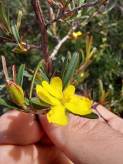 Hibbertia monogyna