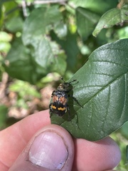 Nicrophorus tomentosus