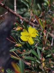 Hibbertia monogyna