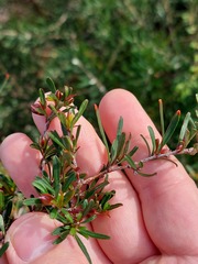 Hibbertia monogyna