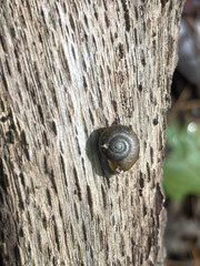 Oxychilus draparnaudi