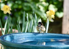 Acanthorhynchus tenuirostris