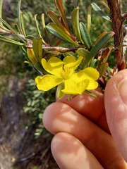 Hibbertia monogyna