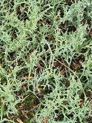 Cladonia uncialis