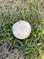 Neolentinus lepideus