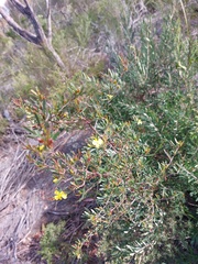 Hibbertia monogyna