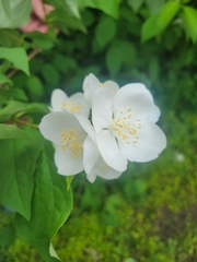 Philadelphus coronarius