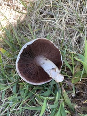 Neolentinus lepideus