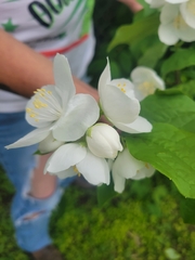 Philadelphus coronarius