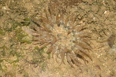 Actinostella flosculifera