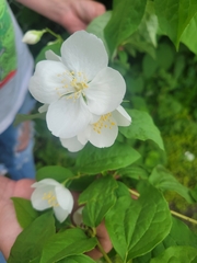 Philadelphus coronarius