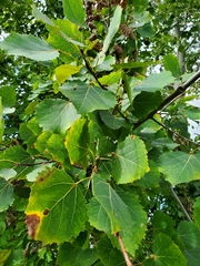 Populus grandidentata