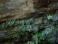 Blechnum blechnoides