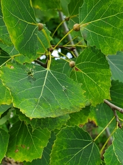 Populus grandidentata