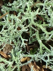 Cladonia uncialis