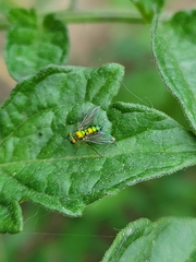 Condylostylus caudatus